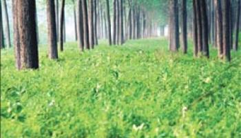 forest with foliage